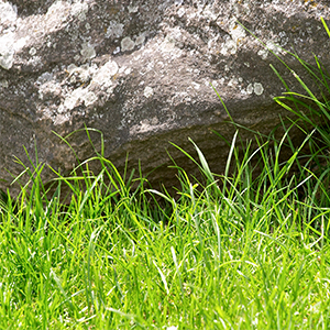 Green burial and green cremation are both possible.